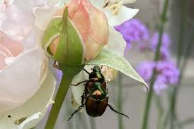 How does your garden grow? Japanese beetle a pesty summer visitor