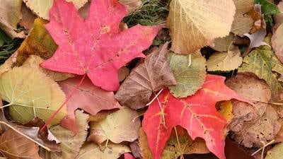 Woodridge leaf collection ends Nov. 28