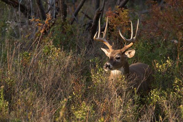 Kendall County hunters harvest 63 deer during 2023 firearm season