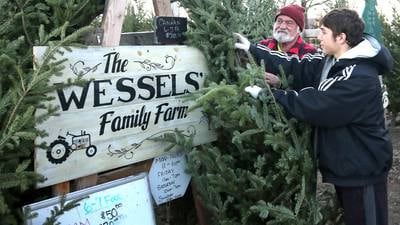 Photos: Wessels' Family Farm offers Christmas trees of all shapes and sizes