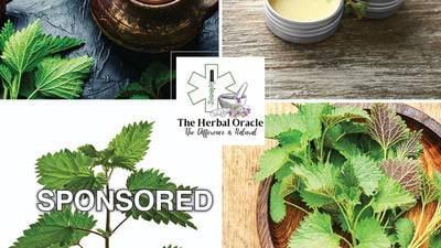 Stinging Nettle: Herbal Medicine Cabinet