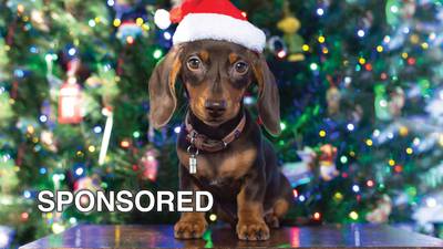 Holidays and Pets: Keeping Them Safe This Festive Season